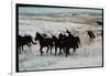 Wild Mustang Horses Running Across Field in Wyoming and Montana-Bill Eppridge-Framed Photographic Print