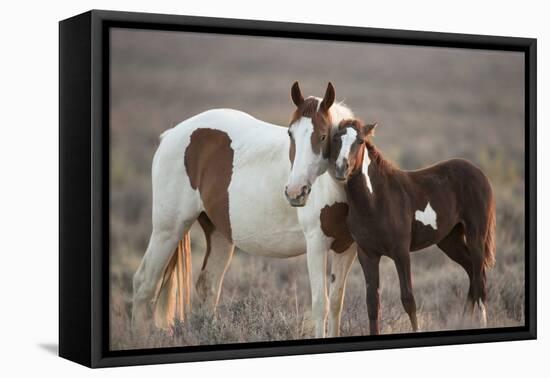 Wild Mustang Pinto Foal Nuzzling Up To Mother, Sand Wash Basin Herd Area, Colorado, USA-Carol Walker-Framed Stretched Canvas