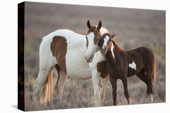 Wild Mustang Pinto Foal Nuzzling Up To Mother, Sand Wash Basin Herd Area, Colorado, USA-Carol Walker-Stretched Canvas