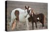 Wild Mustang Pinto Foal Nuzzling Up To Mother, Sand Wash Basin Herd Area, Colorado, USA-Carol Walker-Stretched Canvas