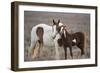 Wild Mustang Pinto Foal Nuzzling Up To Mother, Sand Wash Basin Herd Area, Colorado, USA-Carol Walker-Framed Photographic Print