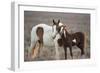 Wild Mustang Pinto Foal Nuzzling Up To Mother, Sand Wash Basin Herd Area, Colorado, USA-Carol Walker-Framed Photographic Print