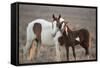 Wild Mustang Pinto Foal Nuzzling Up To Mother, Sand Wash Basin Herd Area, Colorado, USA-Carol Walker-Framed Stretched Canvas