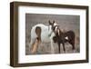 Wild Mustang Pinto Foal Nuzzling Up To Mother, Sand Wash Basin Herd Area, Colorado, USA-Carol Walker-Framed Photographic Print