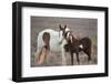 Wild Mustang Pinto Foal Nuzzling Up To Mother, Sand Wash Basin Herd Area, Colorado, USA-Carol Walker-Framed Photographic Print