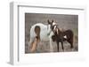 Wild Mustang Pinto Foal Nuzzling Up To Mother, Sand Wash Basin Herd Area, Colorado, USA-Carol Walker-Framed Photographic Print