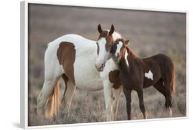 Wild Mustang Pinto Foal Nuzzling Up To Mother, Sand Wash Basin Herd Area, Colorado, USA-Carol Walker-Framed Photographic Print