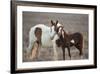 Wild Mustang Pinto Foal Nuzzling Up To Mother, Sand Wash Basin Herd Area, Colorado, USA-Carol Walker-Framed Photographic Print