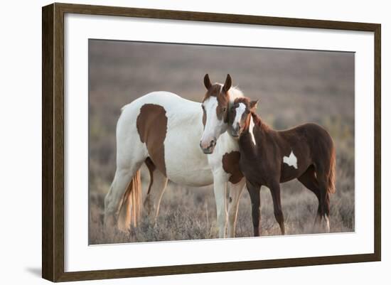 Wild Mustang Pinto Foal Nuzzling Up To Mother, Sand Wash Basin Herd Area, Colorado, USA-Carol Walker-Framed Photographic Print