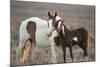 Wild Mustang Pinto Foal Nuzzling Up To Mother, Sand Wash Basin Herd Area, Colorado, USA-Carol Walker-Mounted Photographic Print
