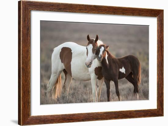 Wild Mustang Pinto Foal Nuzzling Up To Mother, Sand Wash Basin Herd Area, Colorado, USA-Carol Walker-Framed Photographic Print