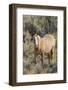Wild mustang stallion-Ken Archer-Framed Photographic Print