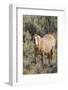 Wild mustang stallion-Ken Archer-Framed Photographic Print