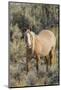 Wild mustang stallion-Ken Archer-Mounted Photographic Print