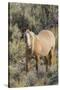 Wild mustang stallion-Ken Archer-Stretched Canvas