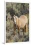 Wild mustang stallion-Ken Archer-Framed Photographic Print