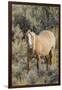 Wild mustang stallion-Ken Archer-Framed Photographic Print