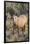 Wild mustang stallion-Ken Archer-Framed Photographic Print