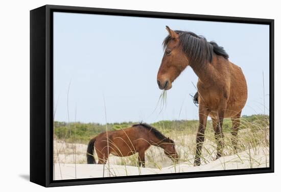 Wild Mustangs (Banker Horses) (Equus Ferus Caballus) in Currituck National Wildlife Refuge-Michael DeFreitas-Framed Stretched Canvas