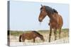 Wild Mustangs (Banker Horses) (Equus Ferus Caballus) in Currituck National Wildlife Refuge-Michael DeFreitas-Stretched Canvas