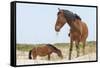 Wild Mustangs (Banker Horses) (Equus Ferus Caballus) in Currituck National Wildlife Refuge-Michael DeFreitas-Framed Stretched Canvas