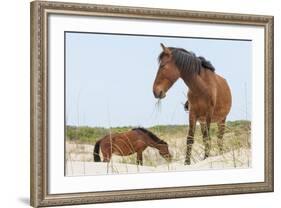 Wild Mustangs (Banker Horses) (Equus Ferus Caballus) in Currituck National Wildlife Refuge-Michael DeFreitas-Framed Photographic Print