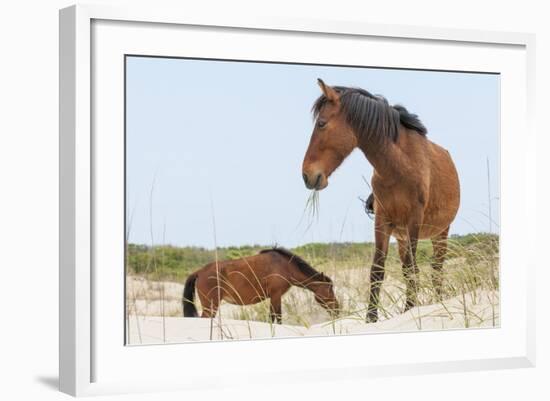 Wild Mustangs (Banker Horses) (Equus Ferus Caballus) in Currituck National Wildlife Refuge-Michael DeFreitas-Framed Photographic Print