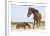 Wild Mustangs (Banker Horses) (Equus Ferus Caballus) in Currituck National Wildlife Refuge-Michael DeFreitas-Framed Photographic Print