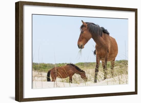 Wild Mustangs (Banker Horses) (Equus Ferus Caballus) in Currituck National Wildlife Refuge-Michael DeFreitas-Framed Photographic Print