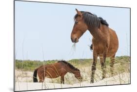 Wild Mustangs (Banker Horses) (Equus Ferus Caballus) in Currituck National Wildlife Refuge-Michael DeFreitas-Mounted Photographic Print