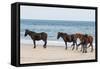 Wild Mustangs (Banker Horses) (Equus Ferus Caballus) in Currituck National Wildlife Refuge-Michael DeFreitas-Framed Stretched Canvas