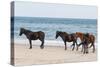 Wild Mustangs (Banker Horses) (Equus Ferus Caballus) in Currituck National Wildlife Refuge-Michael DeFreitas-Stretched Canvas