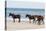 Wild Mustangs (Banker Horses) (Equus Ferus Caballus) in Currituck National Wildlife Refuge-Michael DeFreitas-Stretched Canvas