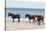 Wild Mustangs (Banker Horses) (Equus Ferus Caballus) in Currituck National Wildlife Refuge-Michael DeFreitas-Stretched Canvas