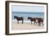 Wild Mustangs (Banker Horses) (Equus Ferus Caballus) in Currituck National Wildlife Refuge-Michael DeFreitas-Framed Photographic Print