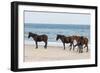 Wild Mustangs (Banker Horses) (Equus Ferus Caballus) in Currituck National Wildlife Refuge-Michael DeFreitas-Framed Photographic Print