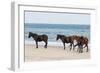 Wild Mustangs (Banker Horses) (Equus Ferus Caballus) in Currituck National Wildlife Refuge-Michael DeFreitas-Framed Photographic Print