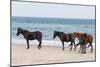 Wild Mustangs (Banker Horses) (Equus Ferus Caballus) in Currituck National Wildlife Refuge-Michael DeFreitas-Mounted Photographic Print