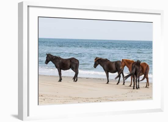 Wild Mustangs (Banker Horses) (Equus Ferus Caballus) in Currituck National Wildlife Refuge-Michael DeFreitas-Framed Photographic Print