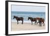 Wild Mustangs (Banker Horses) (Equus Ferus Caballus) in Currituck National Wildlife Refuge-Michael DeFreitas-Framed Photographic Print