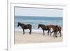 Wild Mustangs (Banker Horses) (Equus Ferus Caballus) in Currituck National Wildlife Refuge-Michael DeFreitas-Framed Photographic Print