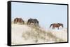 Wild Mustangs (Banker Horses) (Equus Ferus Caballus) in Currituck National Wildlife Refuge-Michael DeFreitas-Framed Stretched Canvas