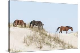 Wild Mustangs (Banker Horses) (Equus Ferus Caballus) in Currituck National Wildlife Refuge-Michael DeFreitas-Stretched Canvas