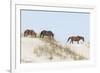 Wild Mustangs (Banker Horses) (Equus Ferus Caballus) in Currituck National Wildlife Refuge-Michael DeFreitas-Framed Photographic Print