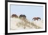 Wild Mustangs (Banker Horses) (Equus Ferus Caballus) in Currituck National Wildlife Refuge-Michael DeFreitas-Framed Photographic Print