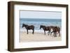 Wild Mustangs (Banker Horses) (Equus Ferus Caballus) in Currituck National Wildlife Refuge-Michael DeFreitas-Framed Photographic Print