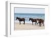 Wild Mustangs (Banker Horses) (Equus Ferus Caballus) in Currituck National Wildlife Refuge-Michael DeFreitas-Framed Photographic Print