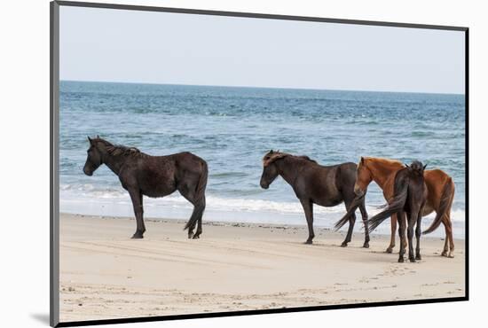 Wild Mustangs (Banker Horses) (Equus Ferus Caballus) in Currituck National Wildlife Refuge-Michael DeFreitas-Mounted Photographic Print