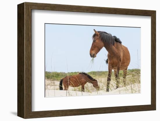 Wild Mustangs (Banker Horses) (Equus Ferus Caballus) in Currituck National Wildlife Refuge-Michael DeFreitas-Framed Photographic Print