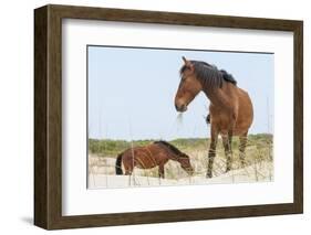 Wild Mustangs (Banker Horses) (Equus Ferus Caballus) in Currituck National Wildlife Refuge-Michael DeFreitas-Framed Photographic Print